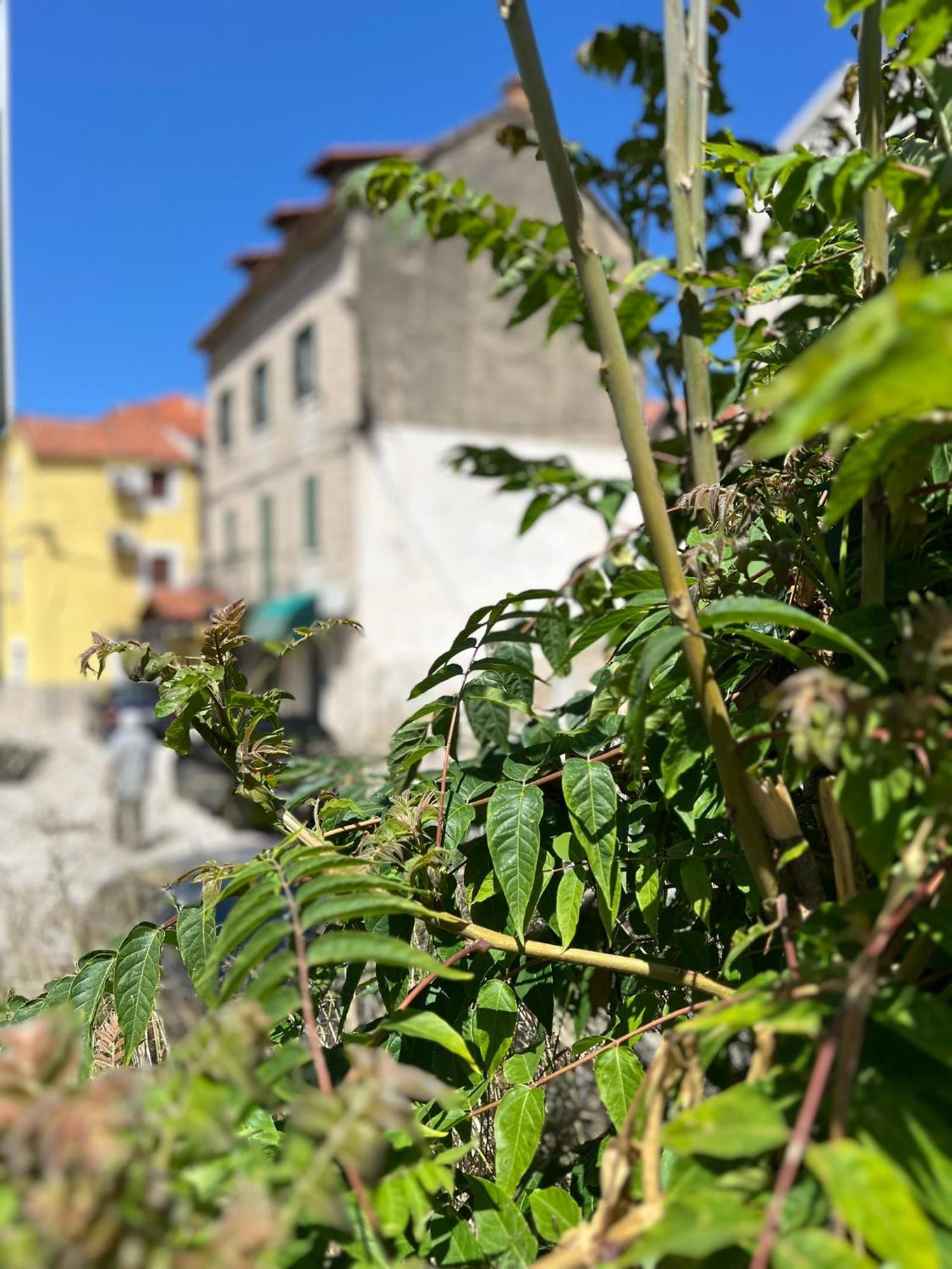 Apartment Fonte Split Bagian luar foto